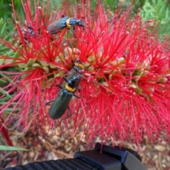 Chauliognathus lugubris (Plague Soldier Beetle) at ANBG - 6 Feb 2024 by AndyRussell