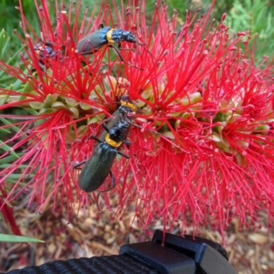 Chauliognathus lugubris (Plague Soldier Beetle) at ANBG - 6 Feb 2024 by AndyRussell