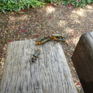 Chauliognathus lugubris at ANBG - 6 Feb 2024 12:55 PM