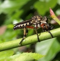 Unidentified Robber fly (Asilidae) at Theodore, ACT - 8 Feb 2024 by Cardy