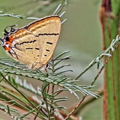 Jalmenus evagoras at Winston Hills, NSW - 8 Feb 2024 by poppyde