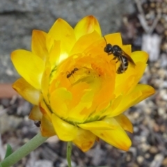 Lasioglossum (Chilalictus) sp. (genus & subgenus) (Halictid bee) at ANBG - 6 Feb 2024 by AndyRussell