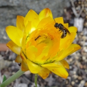 Lasioglossum (Chilalictus) sp. (genus & subgenus) at GG12 - 6 Feb 2024 12:37 PM