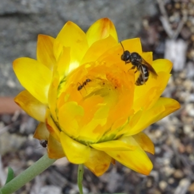 Lasioglossum (Chilalictus) sp. (genus & subgenus) (Halictid bee) at Acton, ACT - 6 Feb 2024 by AndyRussell