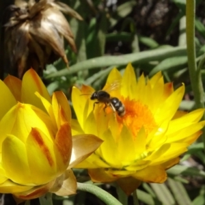 Lasioglossum (Chilalictus) sp. (genus & subgenus) at GG12 - 6 Feb 2024 12:37 PM