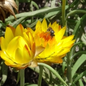 Lasioglossum (Chilalictus) sp. (genus & subgenus) at GG12 - 6 Feb 2024 12:37 PM