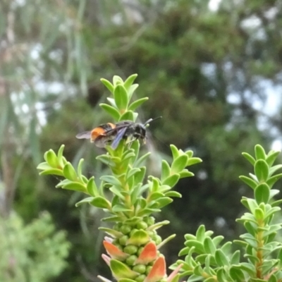 Hyleoides concinna (Wasp-mimic bee) at Acton, ACT - 6 Feb 2024 by AndyRussell