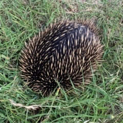 Tachyglossus aculeatus (Short-beaked Echidna) at Belconnen, ACT - 8 Feb 2024 by SteveBorkowskis