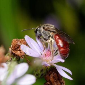 Lasioglossum (Parasphecodes) sp. (genus & subgenus) at Downer, ACT - 8 Feb 2024