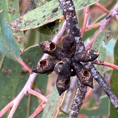 Eucalyptus nortonii (Large-flowered Bundy) at Garran, ACT - 29 Dec 2023 by Tapirlord
