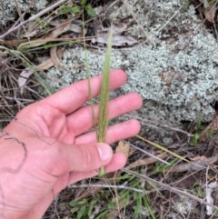 Austrostipa densiflora (Foxtail Speargrass) at Garran, ACT - 29 Dec 2023 by Tapirlord