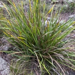 Lomandra longifolia (Spiny-headed Mat-rush, Honey Reed) at Garran, ACT - 29 Dec 2023 by Tapirlord