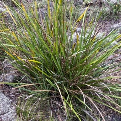 Lomandra longifolia (Spiny-headed Mat-rush, Honey Reed) at Garran, ACT - 29 Dec 2023 by Tapirlord