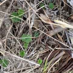 Dichondra repens (Kidney Weed) at Red Hill Nature Reserve - 29 Dec 2023 by Tapirlord