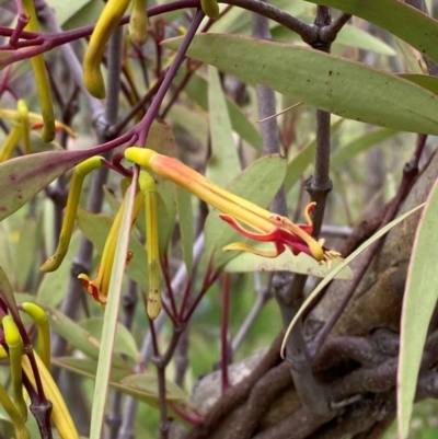 Muellerina eucalyptoides (Creeping Mistletoe) at Garran, ACT - 29 Dec 2023 by Tapirlord