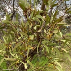 Muellerina eucalyptoides at Red Hill Nature Reserve - 29 Dec 2023