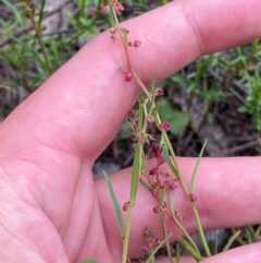 Haloragis heterophylla (Variable Raspwort) at Red Hill Nature Reserve - 29 Dec 2023 by Tapirlord