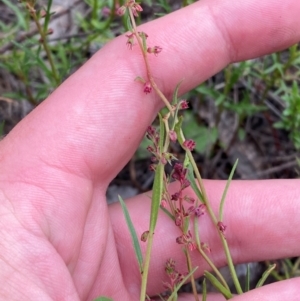 Haloragis heterophylla at Red Hill Nature Reserve - 29 Dec 2023