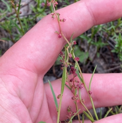 Haloragis heterophylla (Variable Raspwort) at Red Hill Nature Reserve - 29 Dec 2023 by Tapirlord