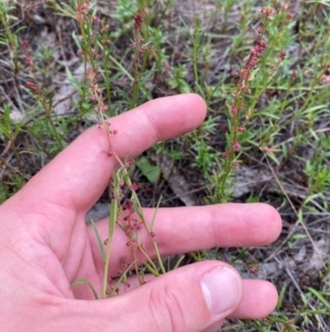 Haloragis heterophylla at Red Hill Nature Reserve - 29 Dec 2023