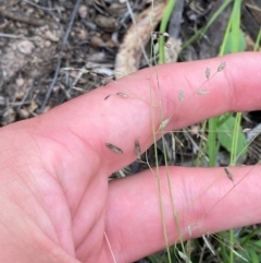 Eragrostis brownii (Common Love Grass) at Garran, ACT - 29 Dec 2023 by Tapirlord