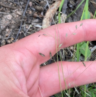 Eragrostis brownii (Common Love Grass) at Red Hill Nature Reserve - 29 Dec 2023 by Tapirlord