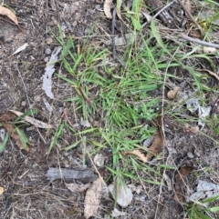 Eragrostis brownii at Red Hill Nature Reserve - 29 Dec 2023