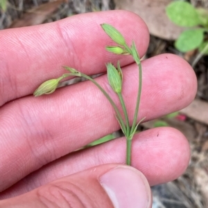 Hypericum gramineum at Red Hill Nature Reserve - 29 Dec 2023