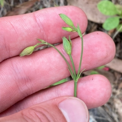 Hypericum gramineum (Small St Johns Wort) at Red Hill Nature Reserve - 29 Dec 2023 by Tapirlord