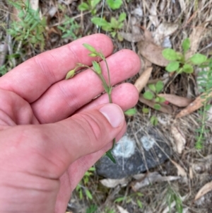 Hypericum gramineum at Red Hill Nature Reserve - 29 Dec 2023