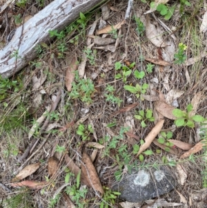 Hypericum gramineum at Red Hill Nature Reserve - 29 Dec 2023