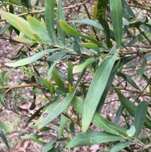 Daviesia mimosoides subsp. mimosoides at Red Hill Nature Reserve - 29 Dec 2023