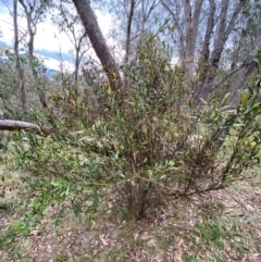 Daviesia mimosoides subsp. mimosoides at Red Hill Nature Reserve - 29 Dec 2023