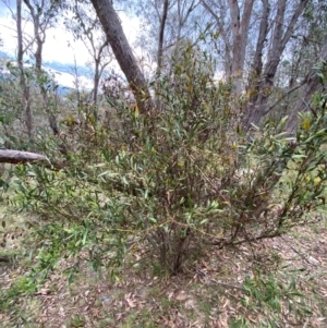 Daviesia mimosoides subsp. mimosoides at Red Hill Nature Reserve - 29 Dec 2023