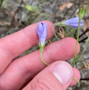 Wahlenbergia stricta subsp. stricta at Red Hill Nature Reserve - 29 Dec 2023 05:17 PM