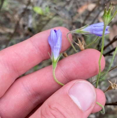 Wahlenbergia stricta subsp. stricta (Tall Bluebell) at Red Hill Nature Reserve - 29 Dec 2023 by Tapirlord
