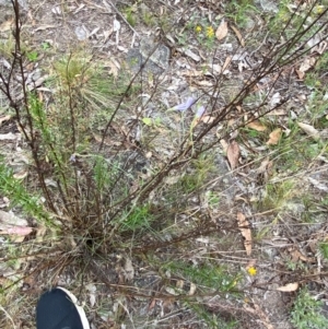 Wahlenbergia stricta subsp. stricta at Red Hill Nature Reserve - 29 Dec 2023