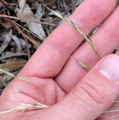 Rytidosperma racemosum var. racemosum at Red Hill Nature Reserve - 29 Dec 2023 05:10 PM