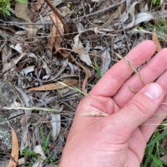 Rytidosperma racemosum var. racemosum at Red Hill Nature Reserve - 29 Dec 2023 05:10 PM