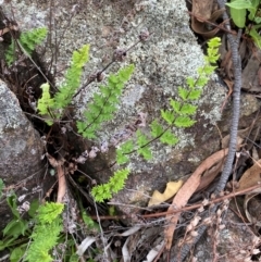 Cheilanthes distans (Bristly Cloak Fern) at Red Hill Nature Reserve - 29 Dec 2023 by Tapirlord