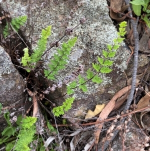 Cheilanthes distans at Red Hill Nature Reserve - 29 Dec 2023