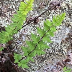 Cheilanthes distans at Red Hill Nature Reserve - 29 Dec 2023 05:09 PM