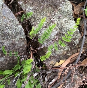 Cheilanthes distans at Red Hill Nature Reserve - 29 Dec 2023 05:09 PM