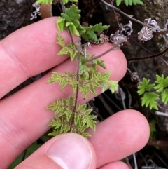 Cheilanthes distans at Red Hill Nature Reserve - 29 Dec 2023