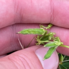 Oxalis thompsoniae at Red Hill Nature Reserve - 29 Dec 2023