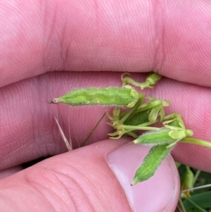 Oxalis thompsoniae at Red Hill Nature Reserve - 29 Dec 2023