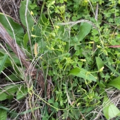 Oxalis thompsoniae at Red Hill Nature Reserve - 29 Dec 2023