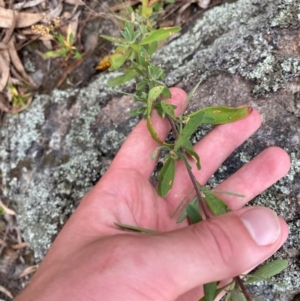 Hibbertia obtusifolia at Red Hill Nature Reserve - 29 Dec 2023 05:17 PM