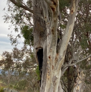 Eucalyptus rossii at Red Hill Nature Reserve - 29 Dec 2023 05:12 PM