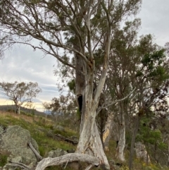 Eucalyptus rossii at Red Hill Nature Reserve - 29 Dec 2023 05:12 PM